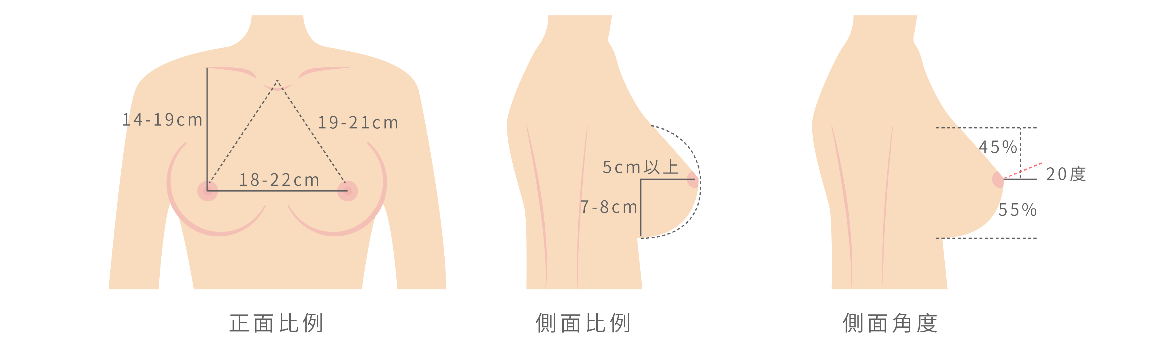 最自然美麗的胸型比例